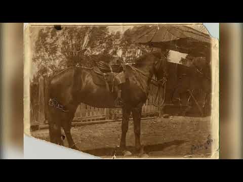 🇬🇪 ყაბარდო 1️⃣9️⃣1️⃣3️⃣ Кабардин 🐴